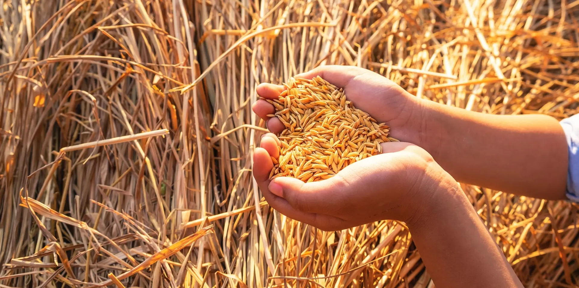 Gülda Pulses - Mersin